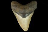 Fossil Megalodon Tooth - North Carolina #124691-1